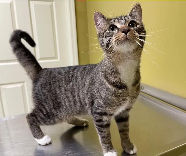 Enlarge Skittles, a Adoptable Domestic Short Hair in Columbia, KY image 1/4