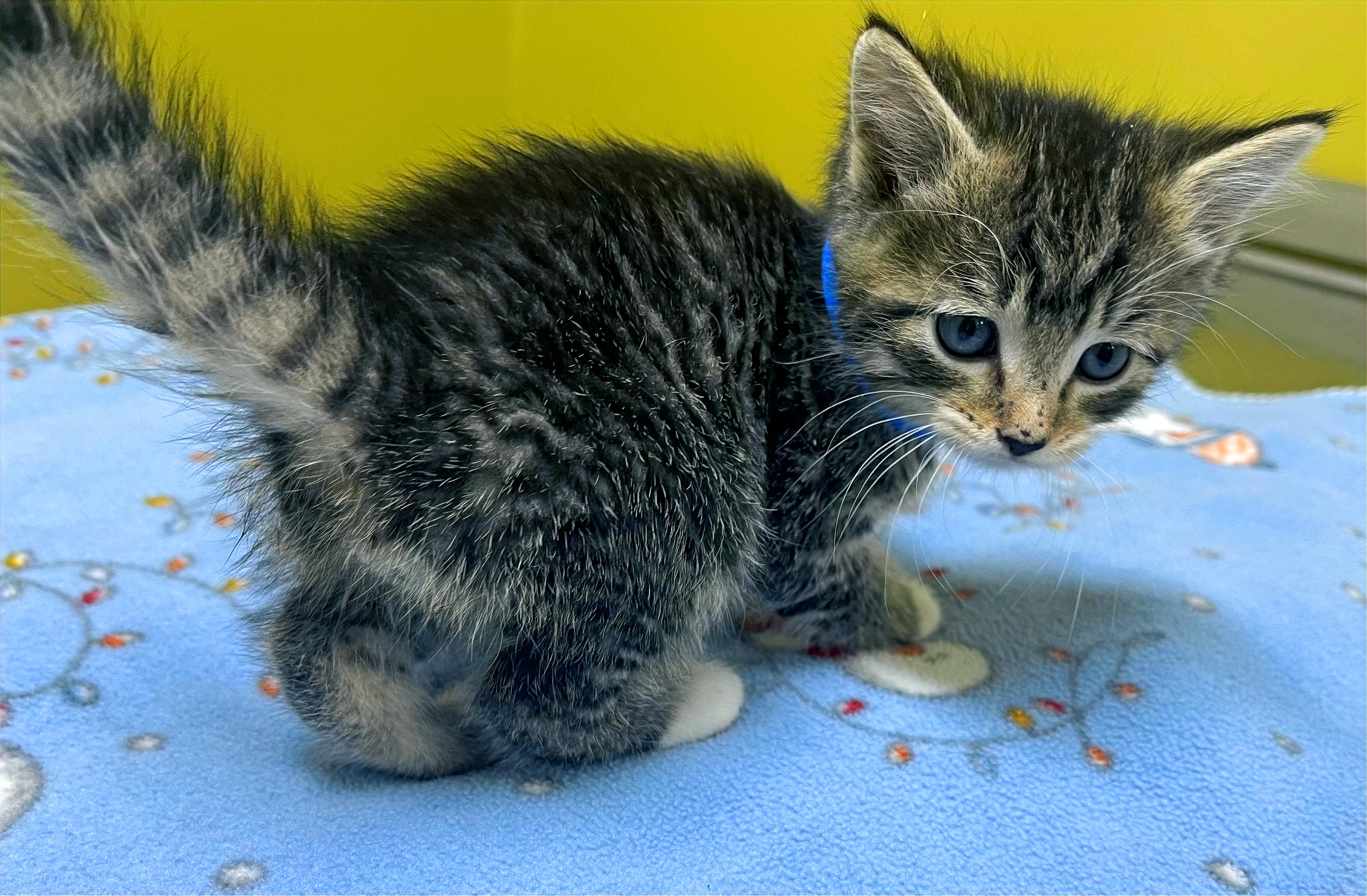 Skittles, a Adoptable Domestic Short Hair in Columbia, KY image 3/4