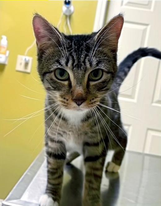 Enlarge Skittles, a Adoptable Domestic Short Hair in Columbia, KY image 2/4