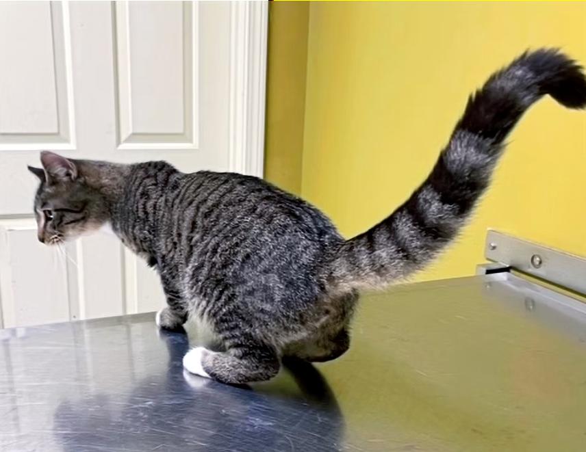 Enlarge Skittles, a Adoptable Domestic Short Hair in Columbia, KY image 3/4