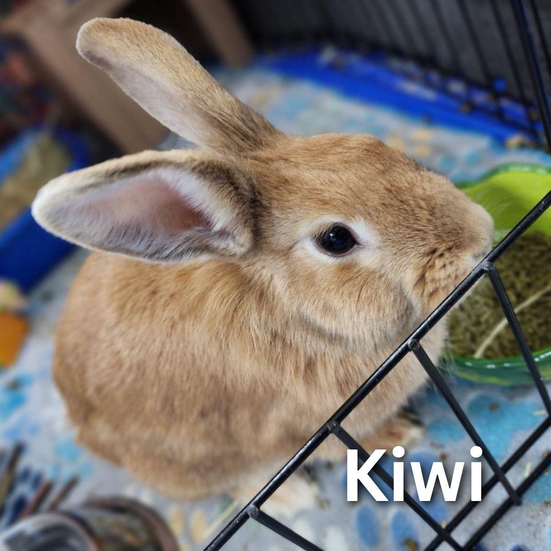 Kiwi, Adoptable, Adult Female Lionhead.