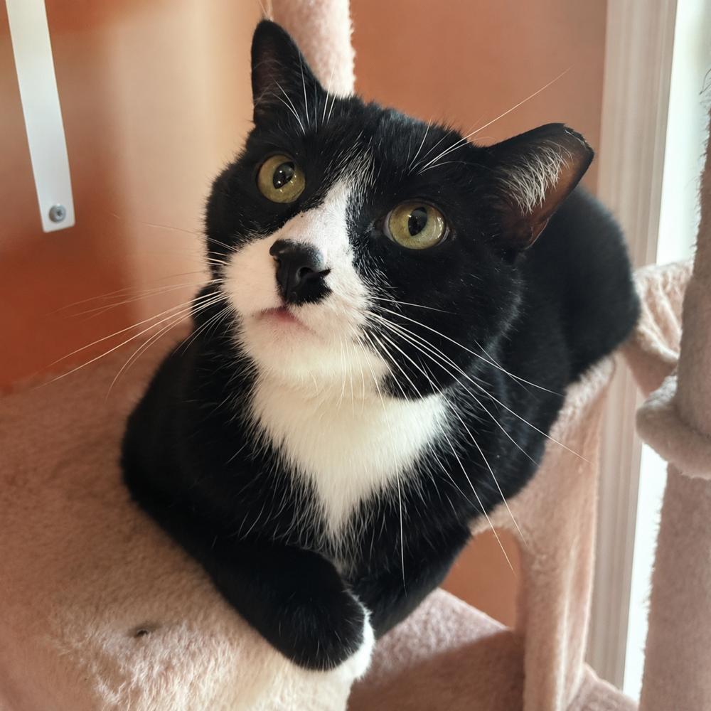 Enlarge Craig, a Adoptable Domestic Short Hair in Chicago, IL image 1/5