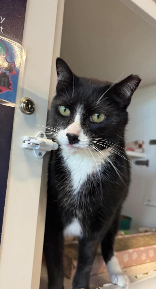 Enlarge Craig, a Adoptable Domestic Short Hair in Chicago, IL image 2/5