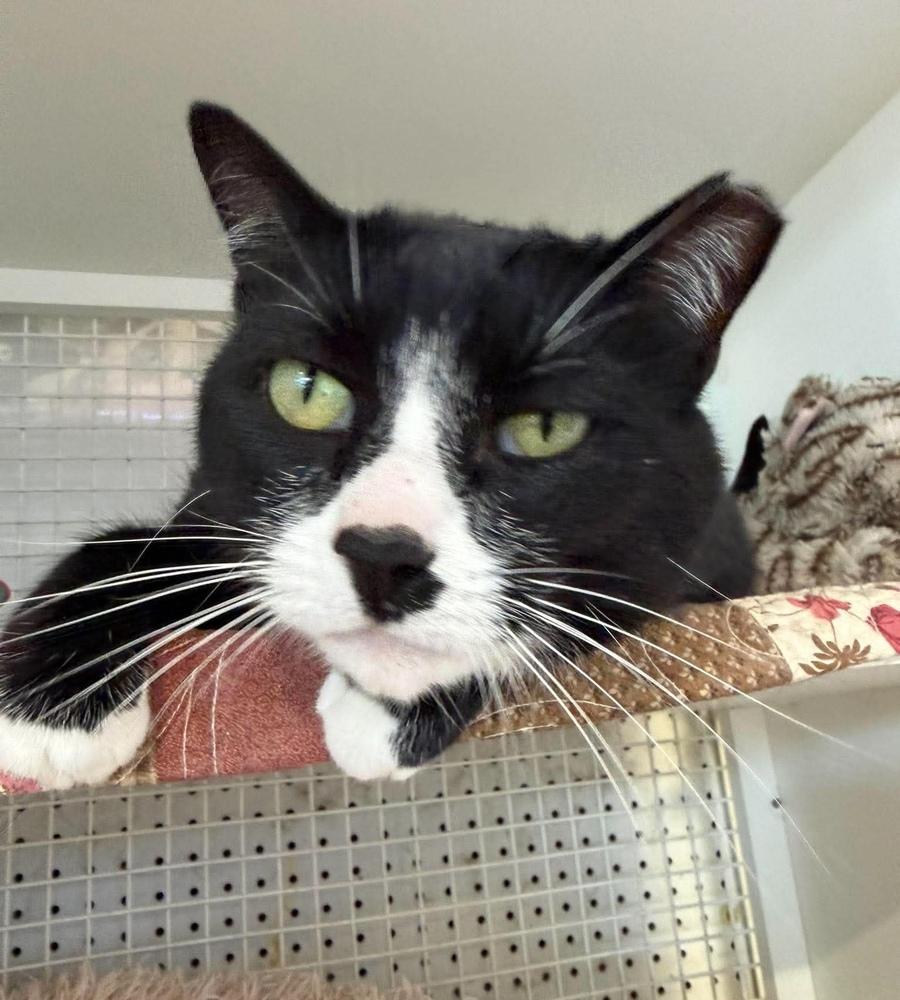 Enlarge Craig, a Adoptable Domestic Short Hair in Chicago, IL image 3/5