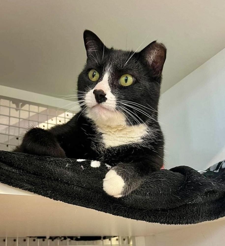Enlarge Craig, a Adoptable Domestic Short Hair in Chicago, IL image 5/5