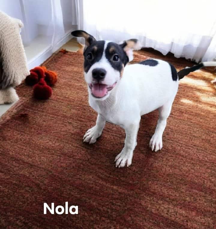 Nola