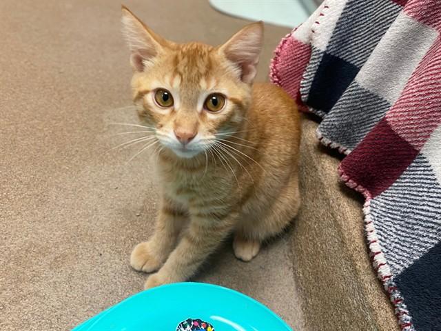 HAWAIIAN ROLL, Adoptable, Kitten Male Domestic Short Hair.