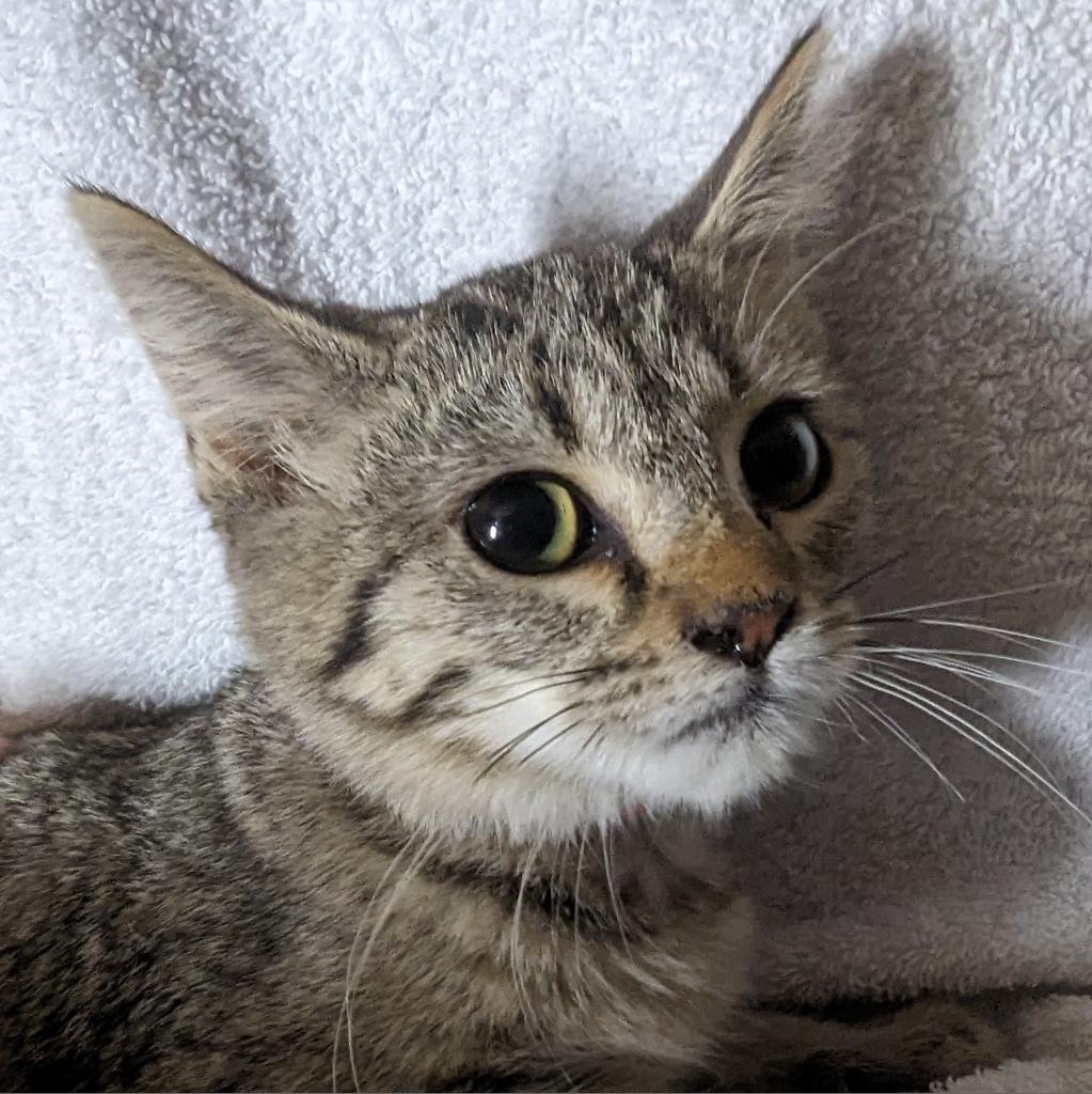 Enlarge Palmer bonded with Flipper, a Adoptable Domestic Short Hair in Carmel, IN image 1/1