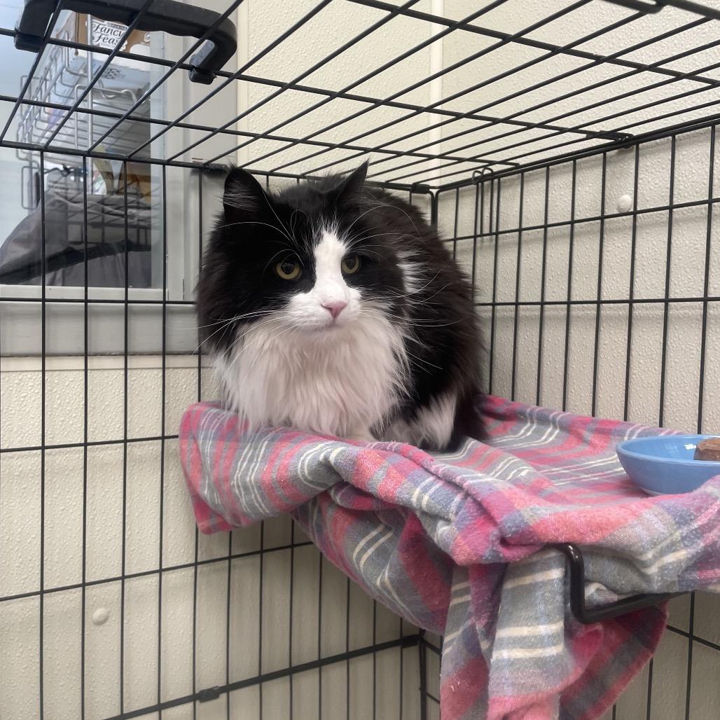 Fuzz Ball, Adoptable, Adult Male Maine Coon.