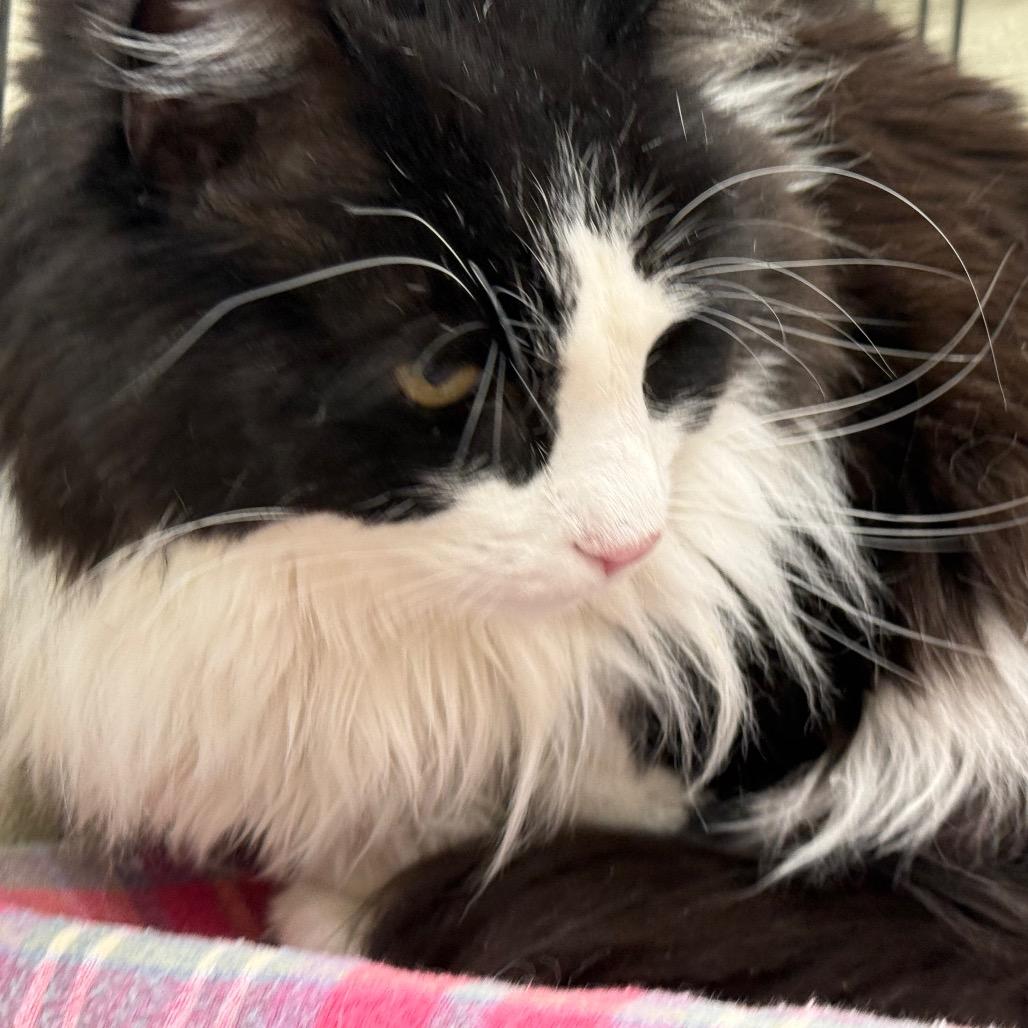 Enlarge Fuzz Ball, a Adoptable mixed breed in Galax, VA image 2/3