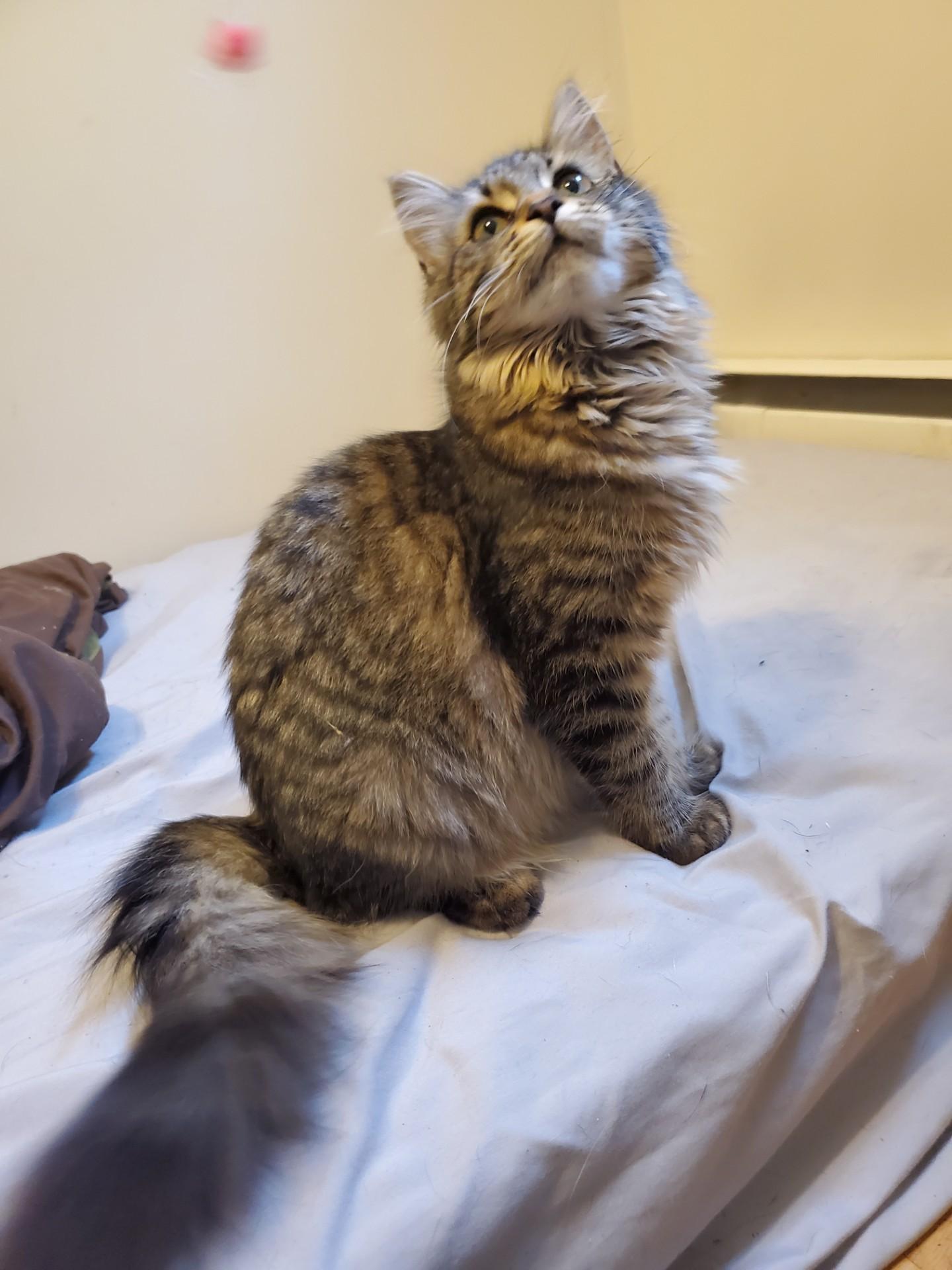 Tiffany, a Adoptable mixed breed in Mansfield Center, CT image 1/2