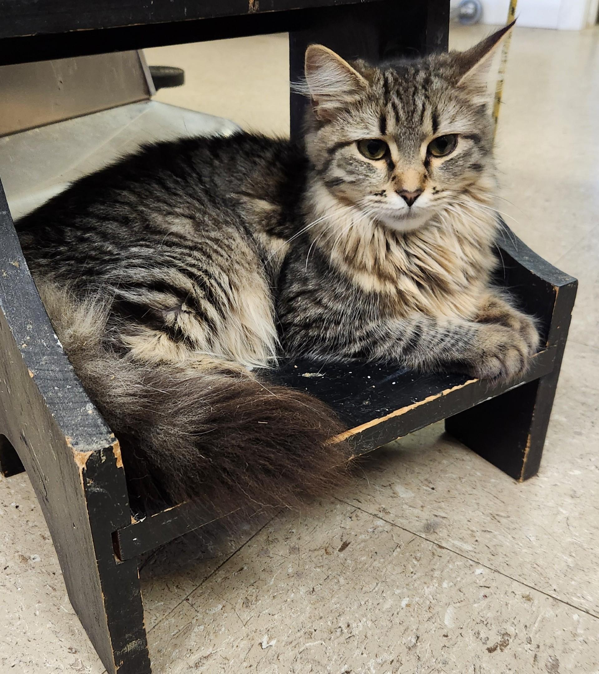 Tiffany, a Adoptable mixed breed in Mansfield Center, CT image 2/2