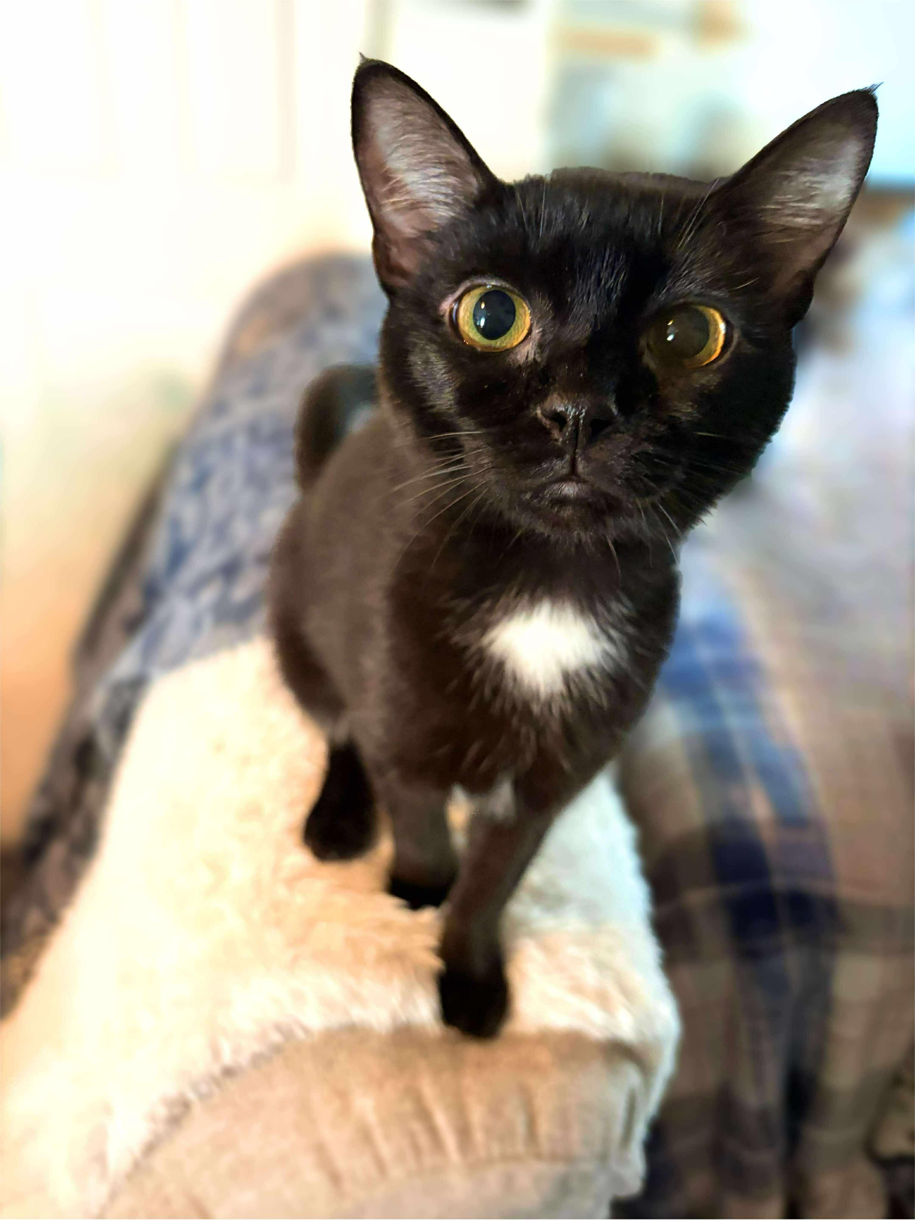 Rey, Adoptable, Kitten Female Domestic Short Hair.