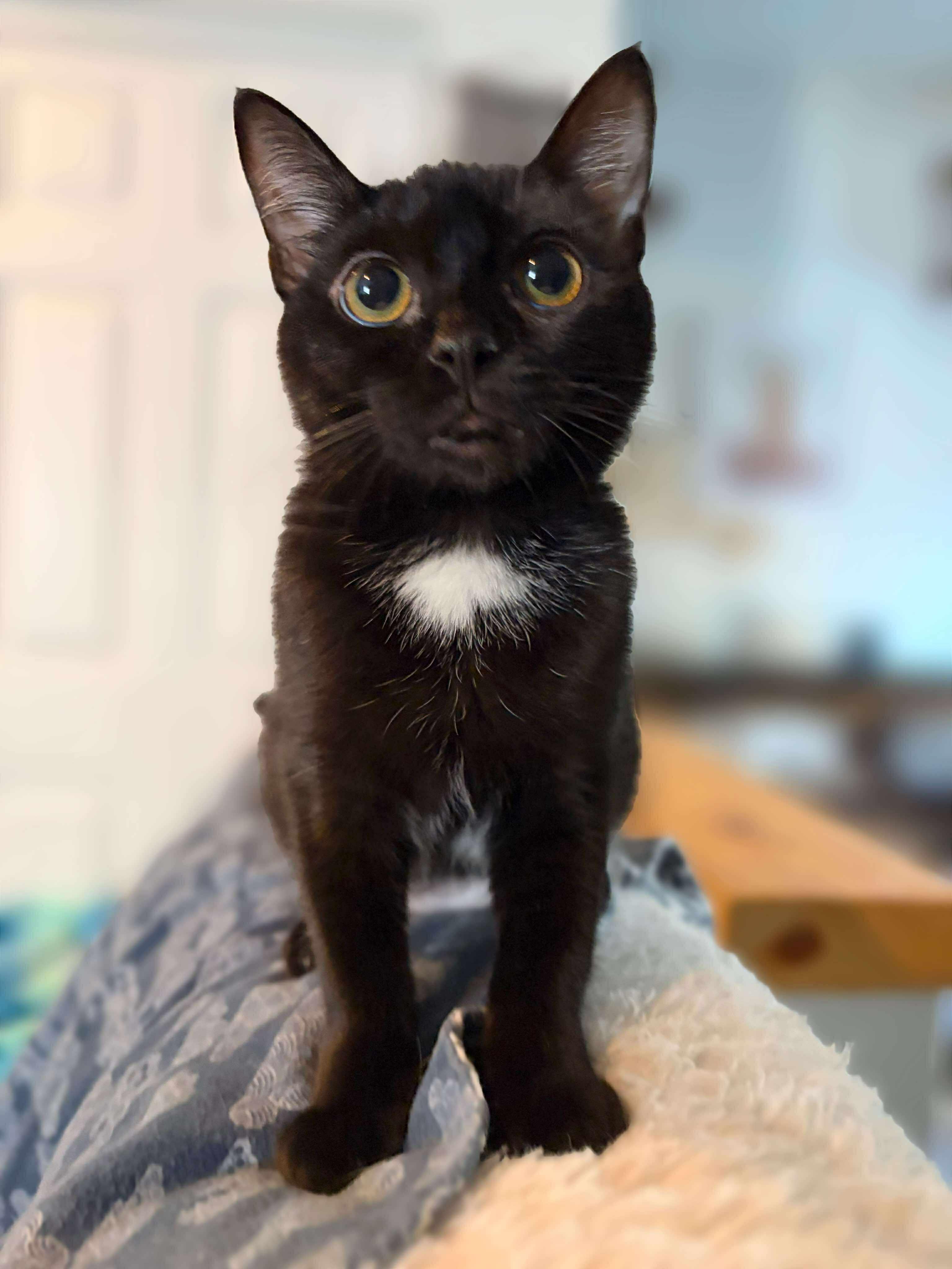 Rey, a Adoptable mixed breed in Escondido, CA image 2/2