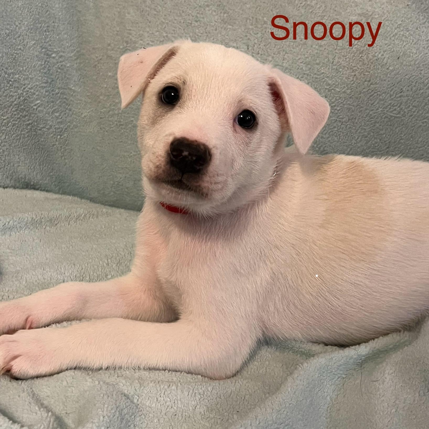 Snoopy 3