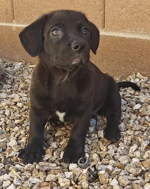 Enlarge Pixie's Behema, an adopted mixed breed in Las Vegas, NV image 1/1