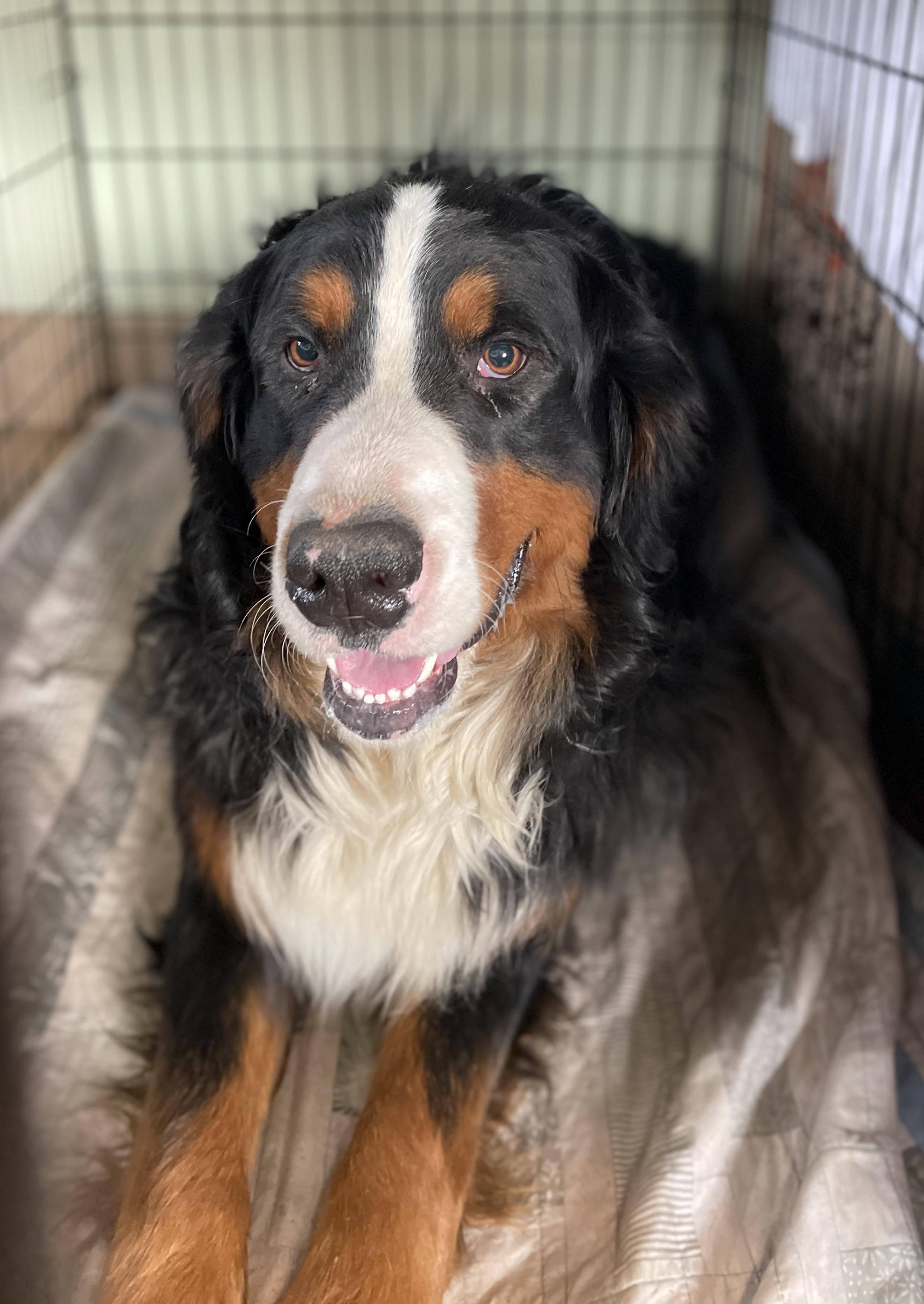 Bernie, adopted, Adult Male Bernese Mountain Dog.
