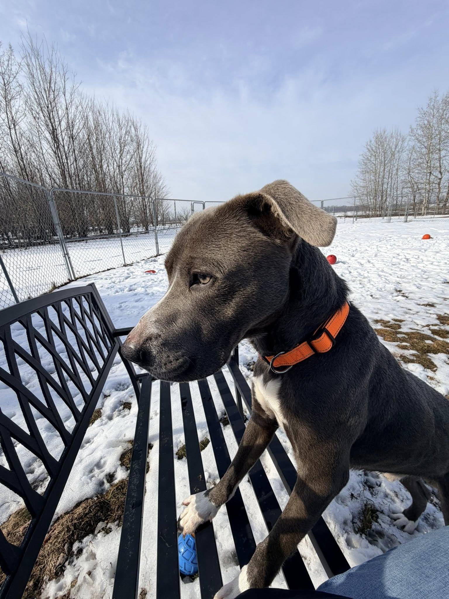 Enlarge Enzo, a ADOPTABLE Pit Bull Terrier in Shelby, MI image 3/3