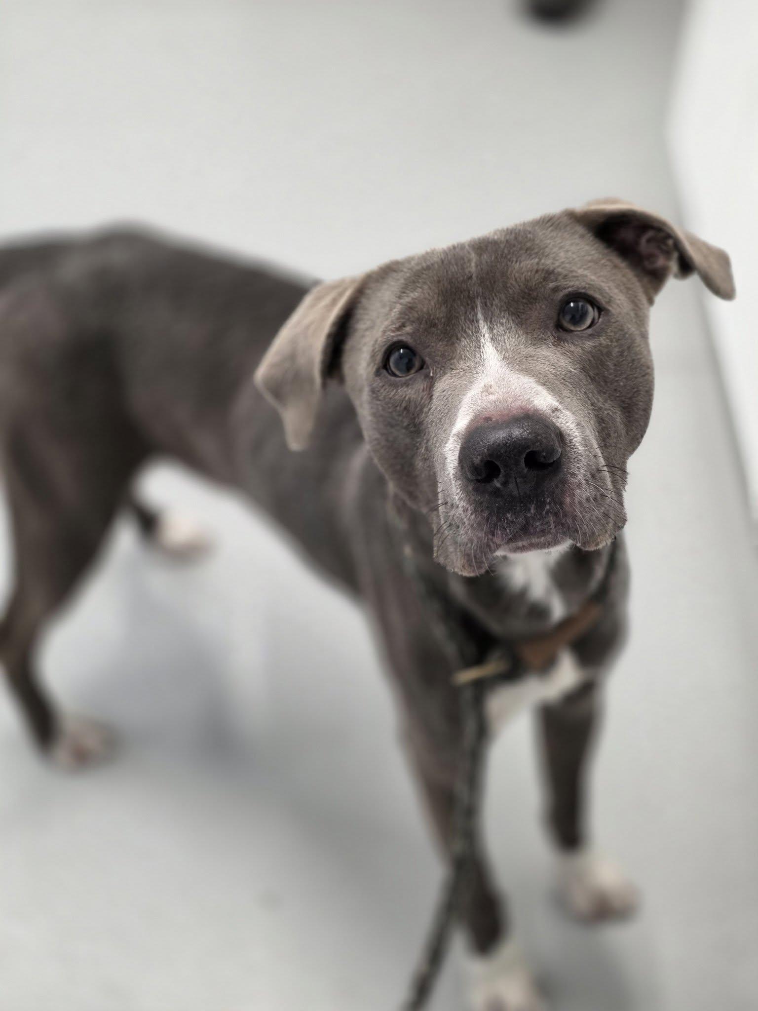 Enzo, ADOPTABLE, Young Male Pit Bull Terrier.