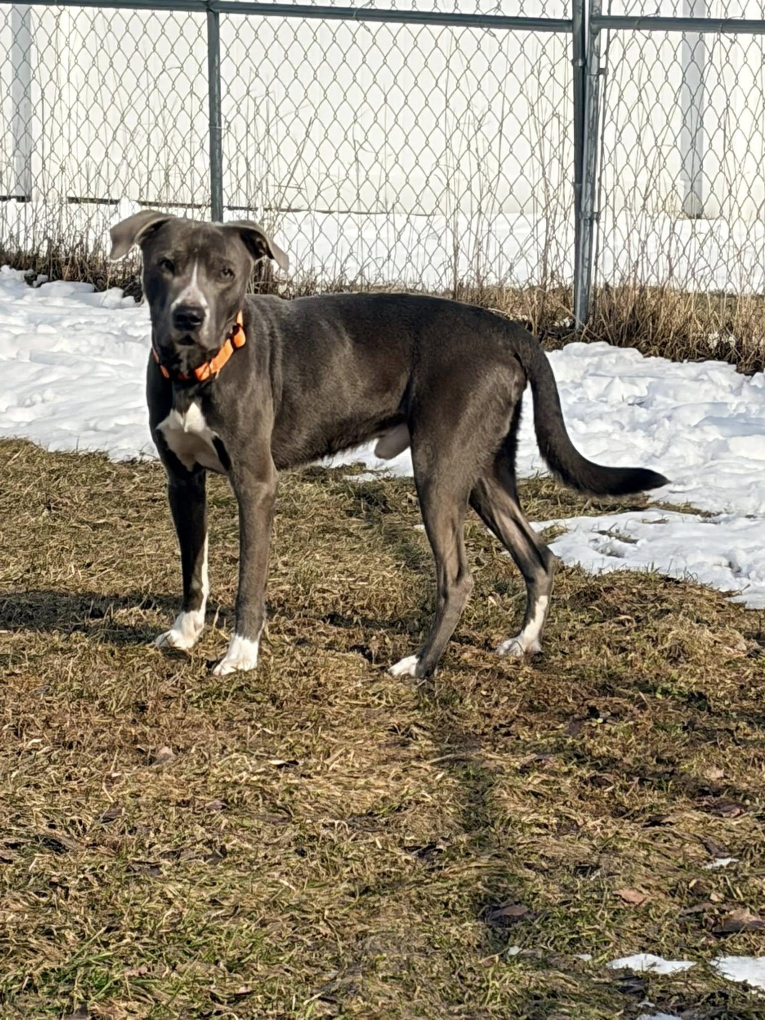 Enlarge Enzo, a ADOPTABLE Pit Bull Terrier in Shelby, MI image 2/3