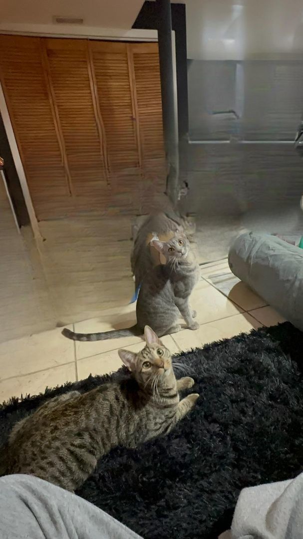 Greyson & Austin, Adopted, Kitten Male Tabby.