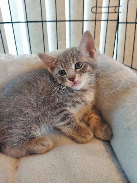 Greyson & Austin, a Adopted Tabby in Westfield, NJ image 2/10