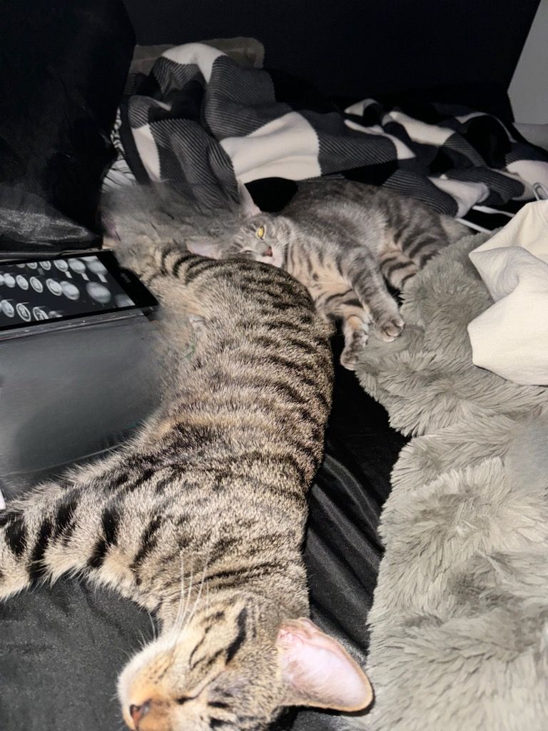 Greyson & Austin, a Adopted Tabby in Westfield, NJ image 4/10