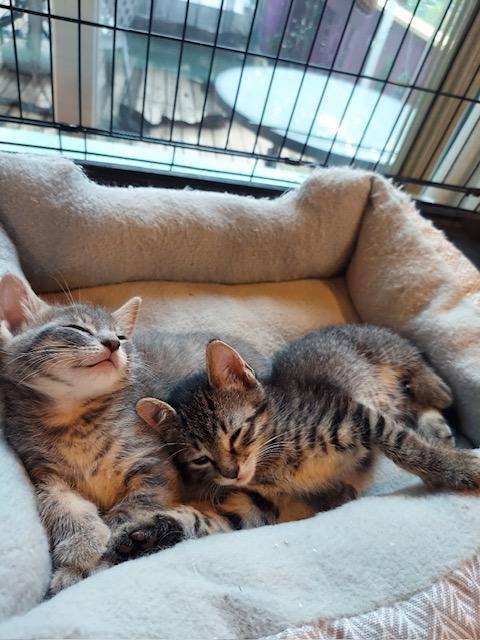 Greyson & Austin, a Adopted Tabby in Westfield, NJ image 6/10
