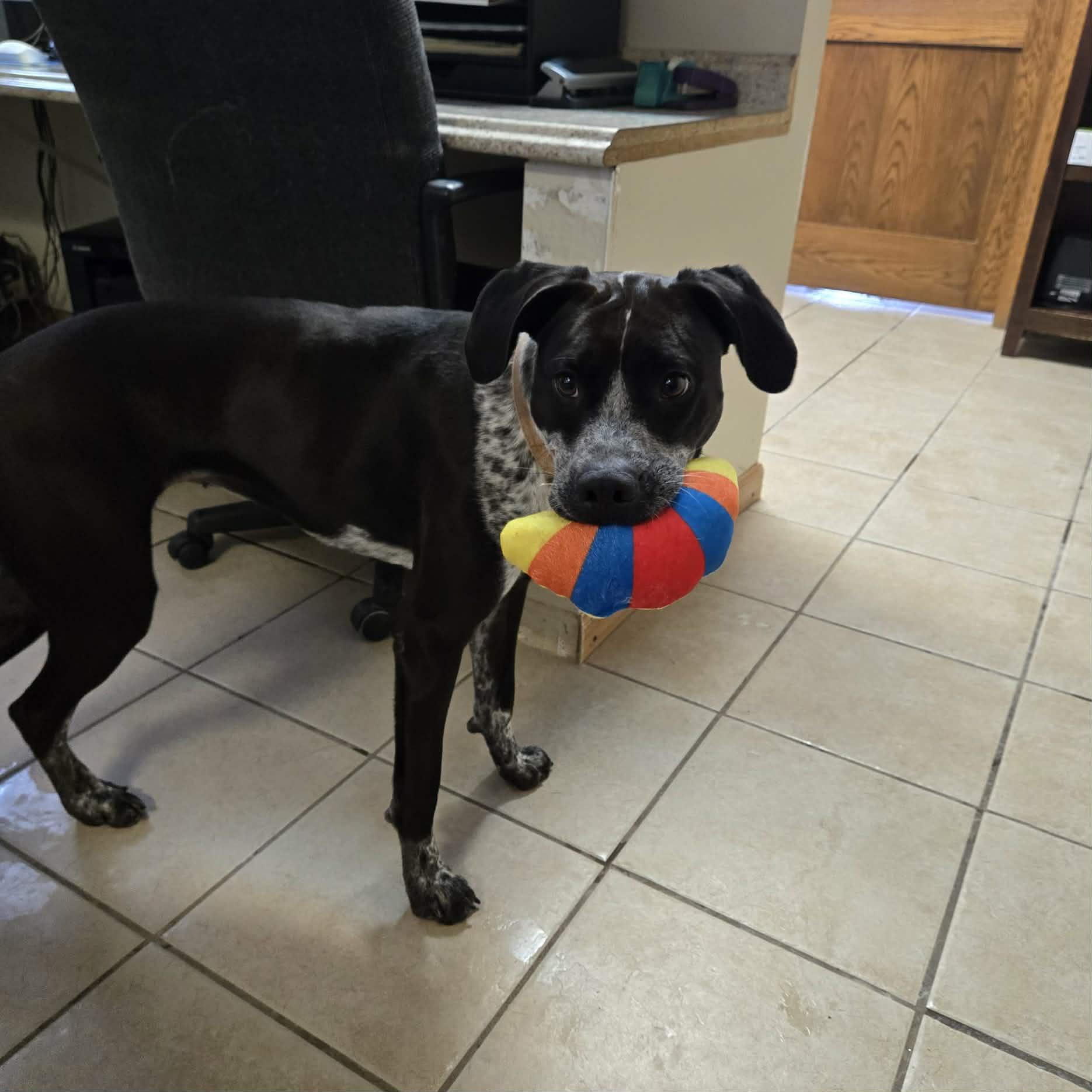 Orissa, Adoptable, Young Female Mixed Breed.