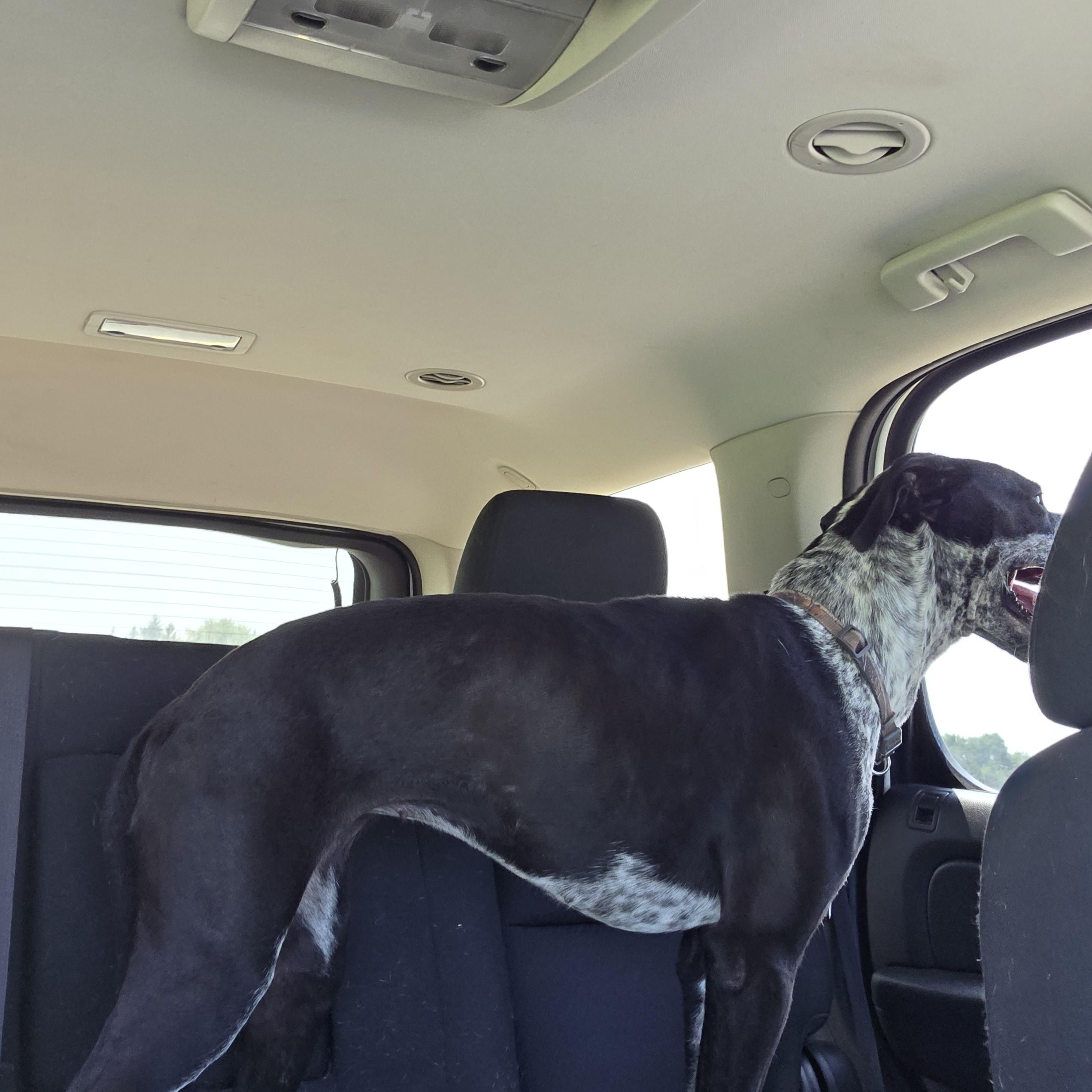 Orissa, Adoptable, Young Female Mixed Breed.