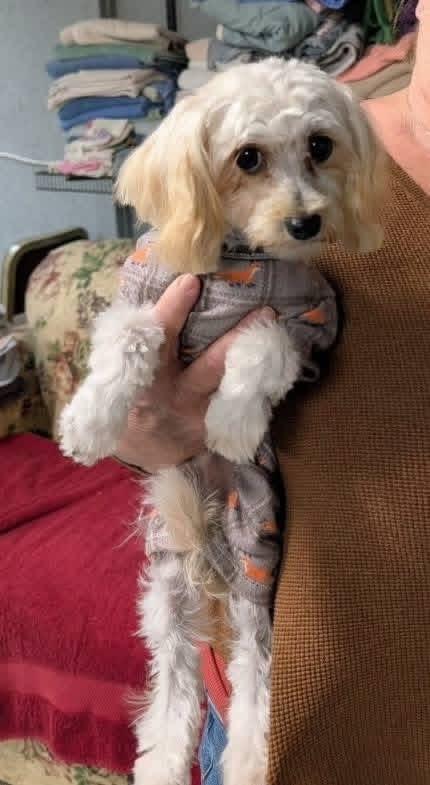 Toby, Adoptable, Young Male Maltese & Poodle.