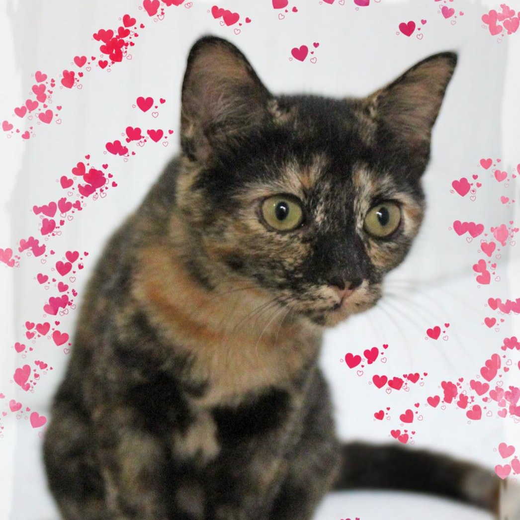 Majoli, a Adoptable Tortoiseshell in Amelia, OH image 1/2