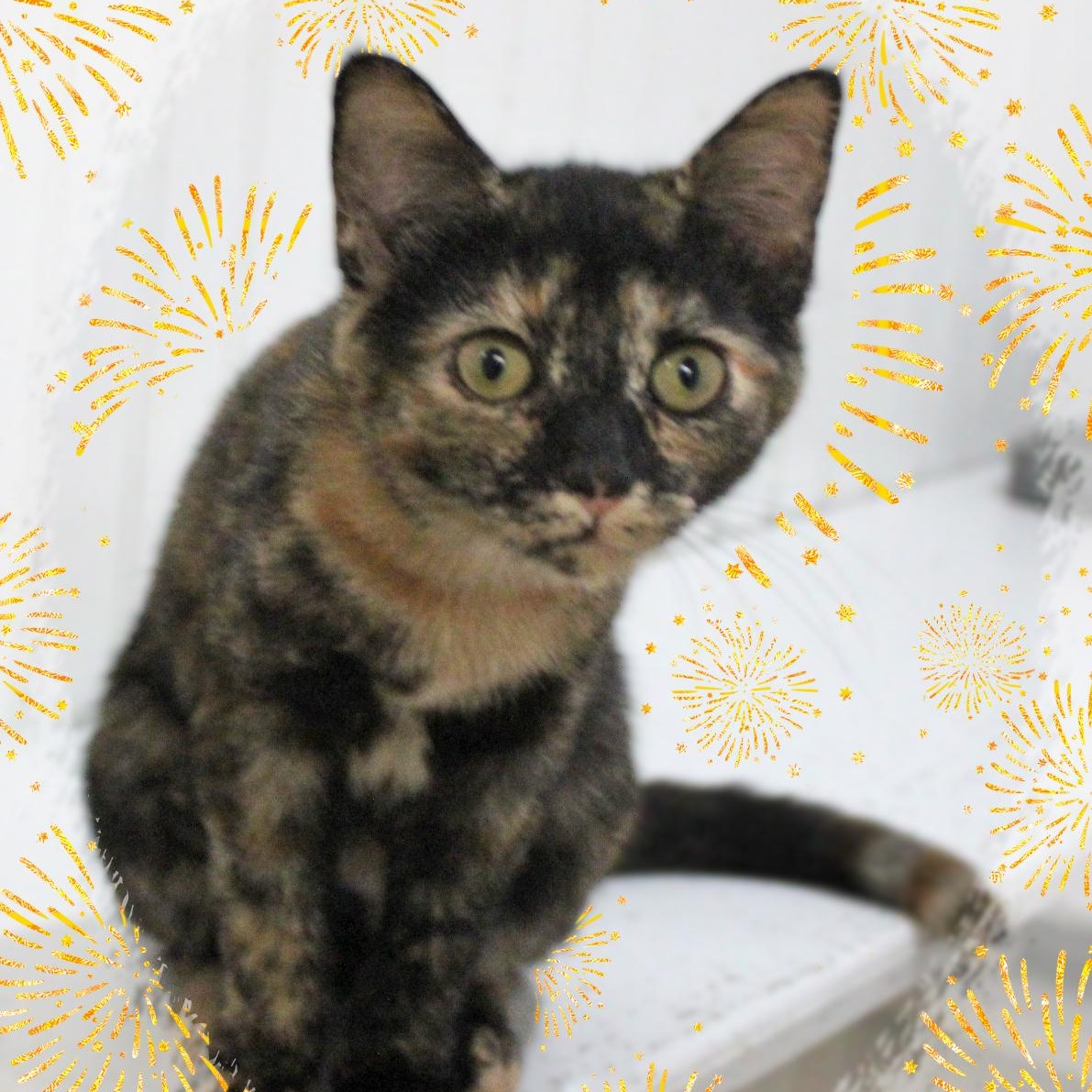 Majoli, a Adoptable Tortoiseshell in Amelia, OH image 2/2