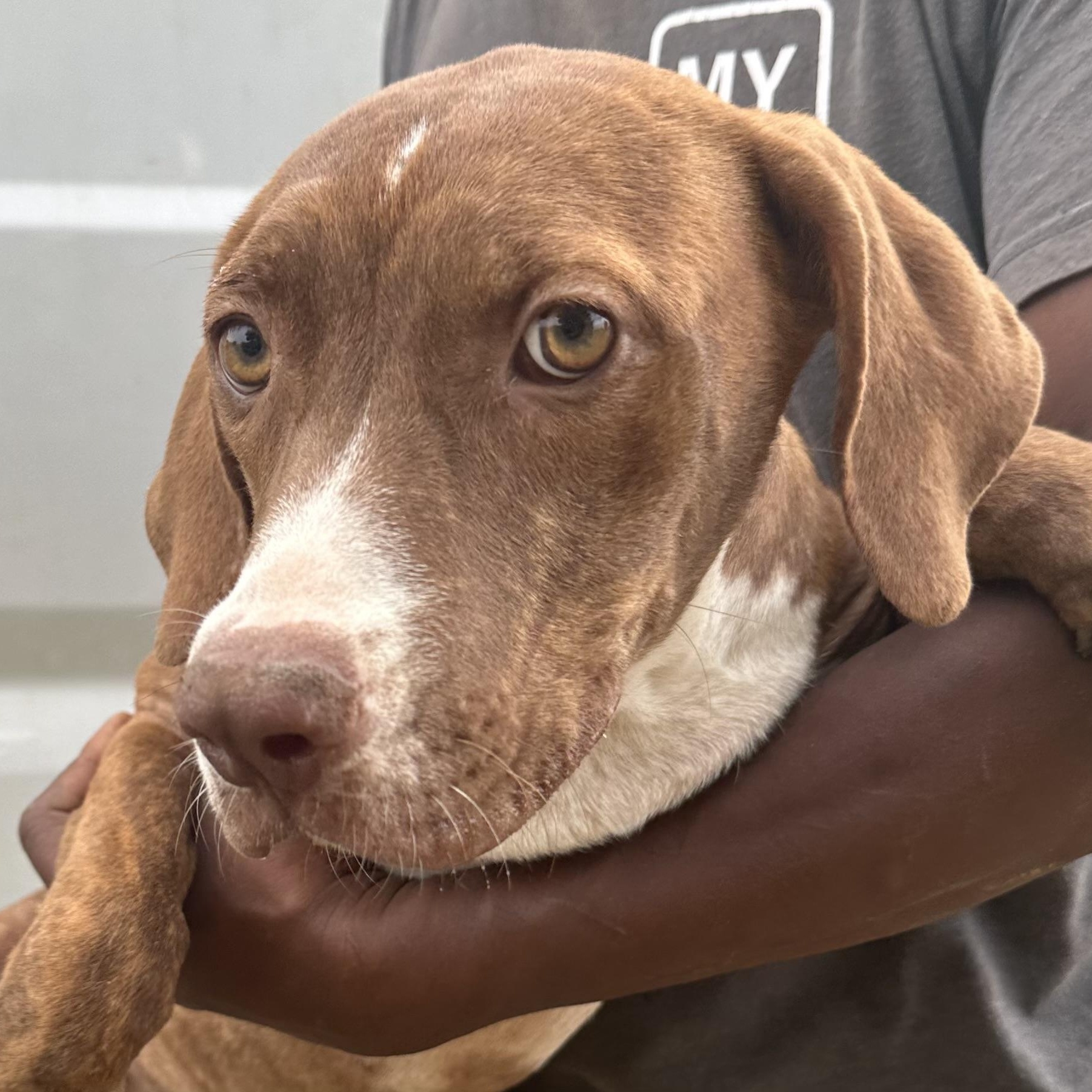 Durango - Local November 6-8, Adoptable, Puppy Male Labrador Retriever.