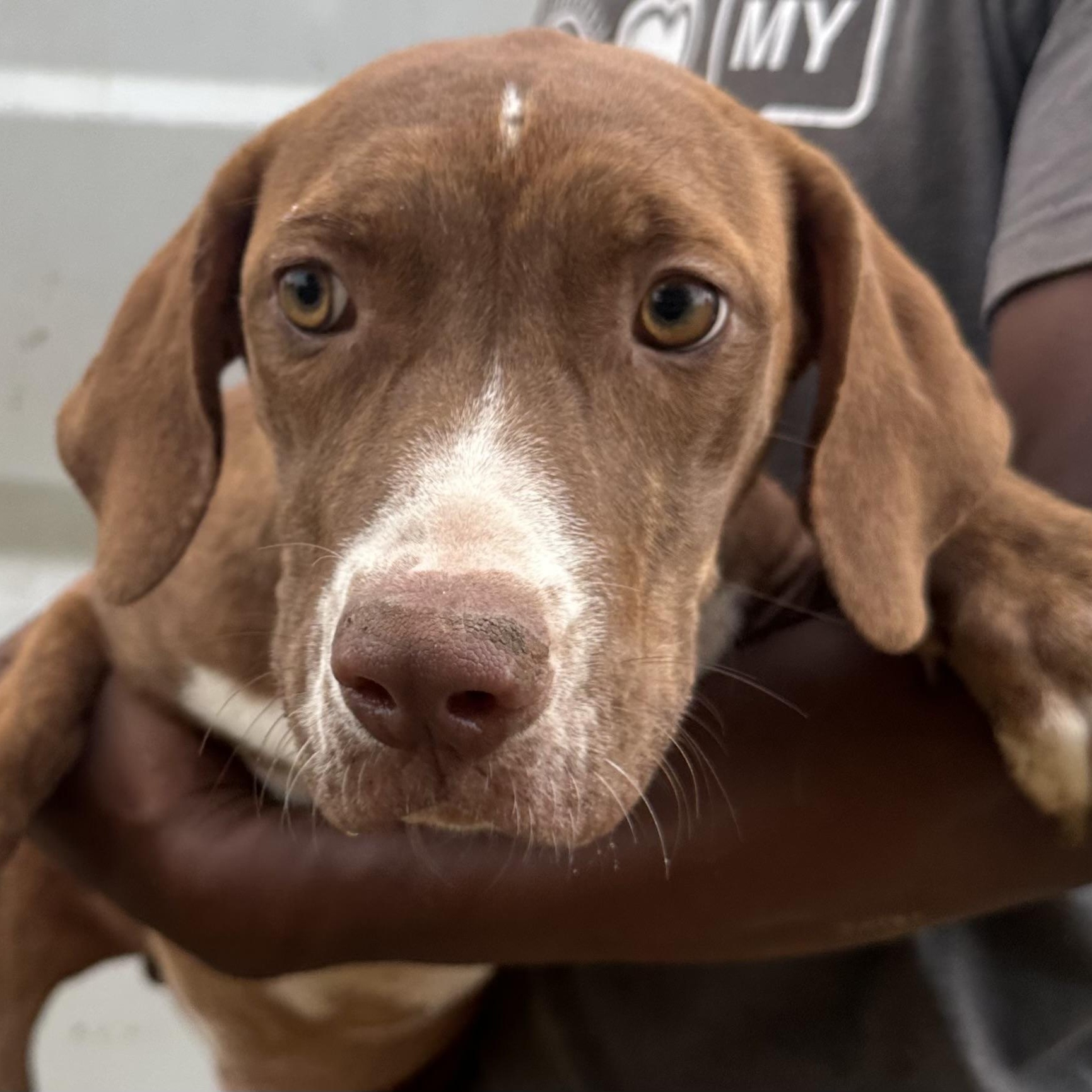 Enlarge Durango - Local November 6-8, a Adoptable mixed breed in Johnston, RI image 3/5