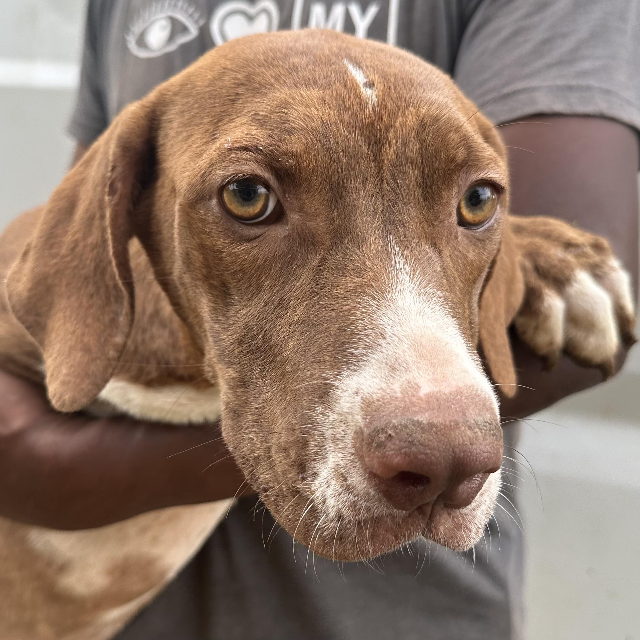 Enlarge Durango - Local November 6-8, a Adoptable mixed breed in Johnston, RI image 4/5