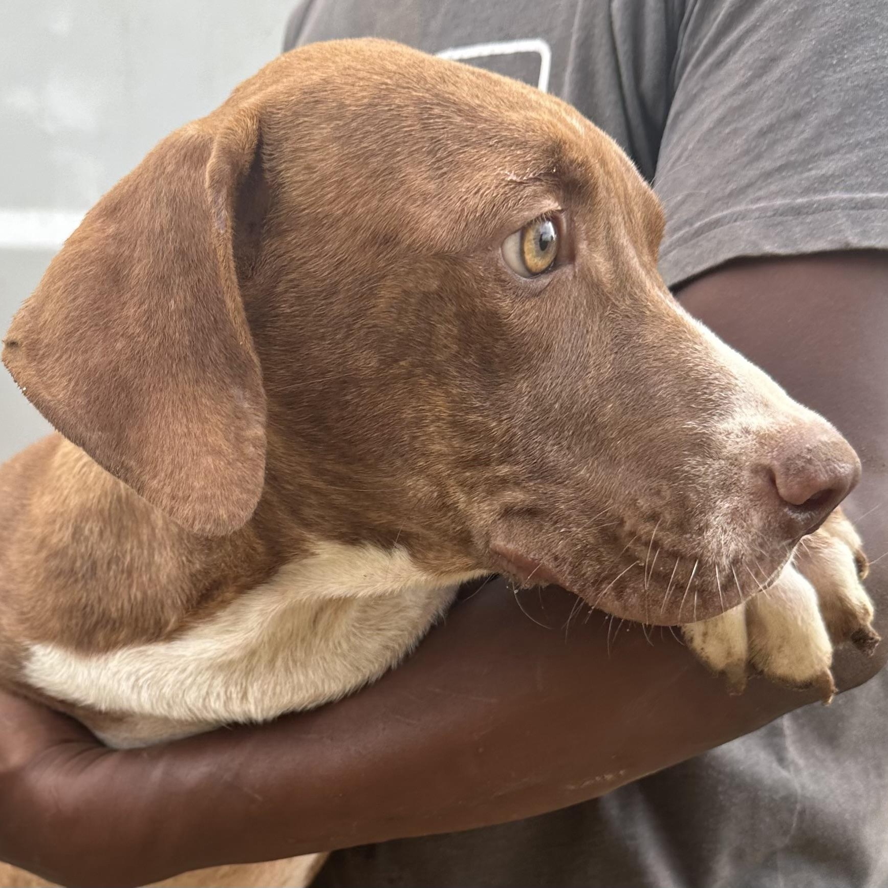 Enlarge Durango - Local November 6-8, a Adoptable mixed breed in Johnston, RI image 2/5