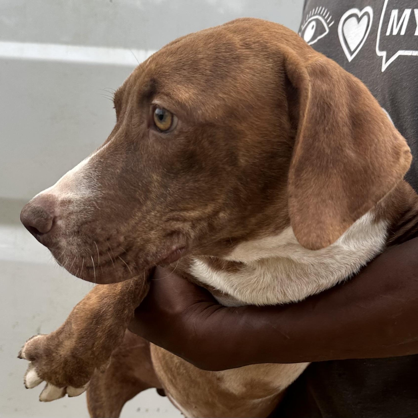 Enlarge Durango - Local November 6-8, a Adoptable mixed breed in Johnston, RI image 5/5