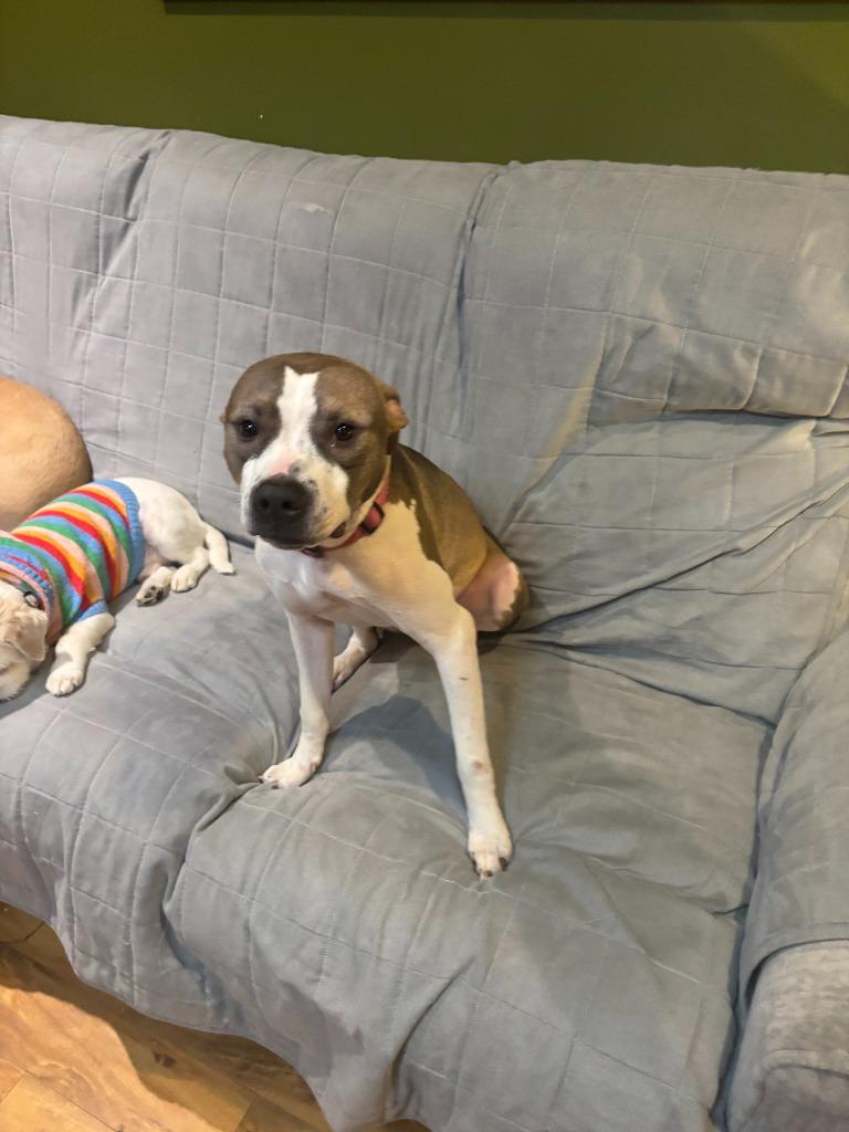 Wilson ***Courtesy Listing***, Adoptable, Young Male Pit Bull Terrier.