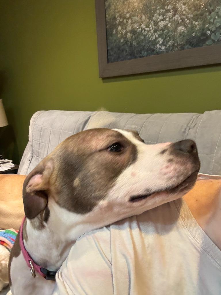 Wilson ***Courtesy Listing***, a Adoptable Pit Bull Terrier in Peru, NY image 2/6