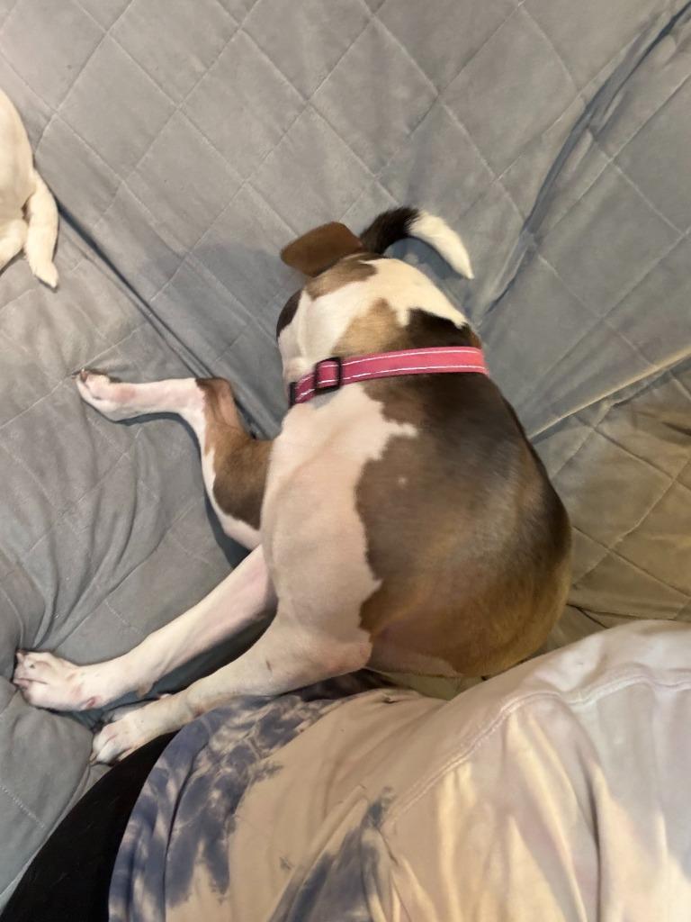 Wilson ***Courtesy Listing***, a Adoptable Pit Bull Terrier in Peru, NY image 3/6