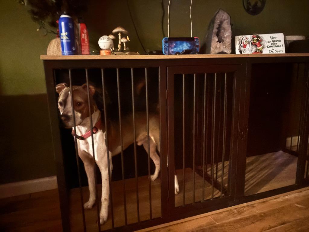 Wilson ***Courtesy Listing***, a Adoptable Pit Bull Terrier in Peru, NY image 4/6