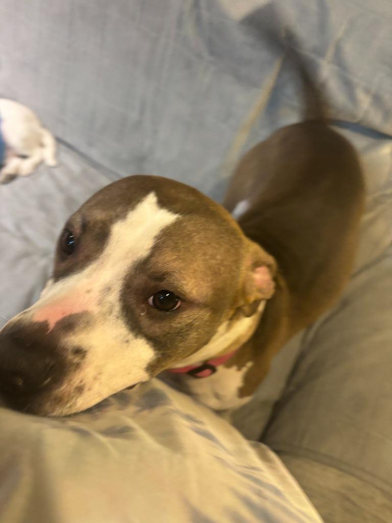 Wilson ***Courtesy Listing***, a Adoptable Pit Bull Terrier in Peru, NY image 5/6