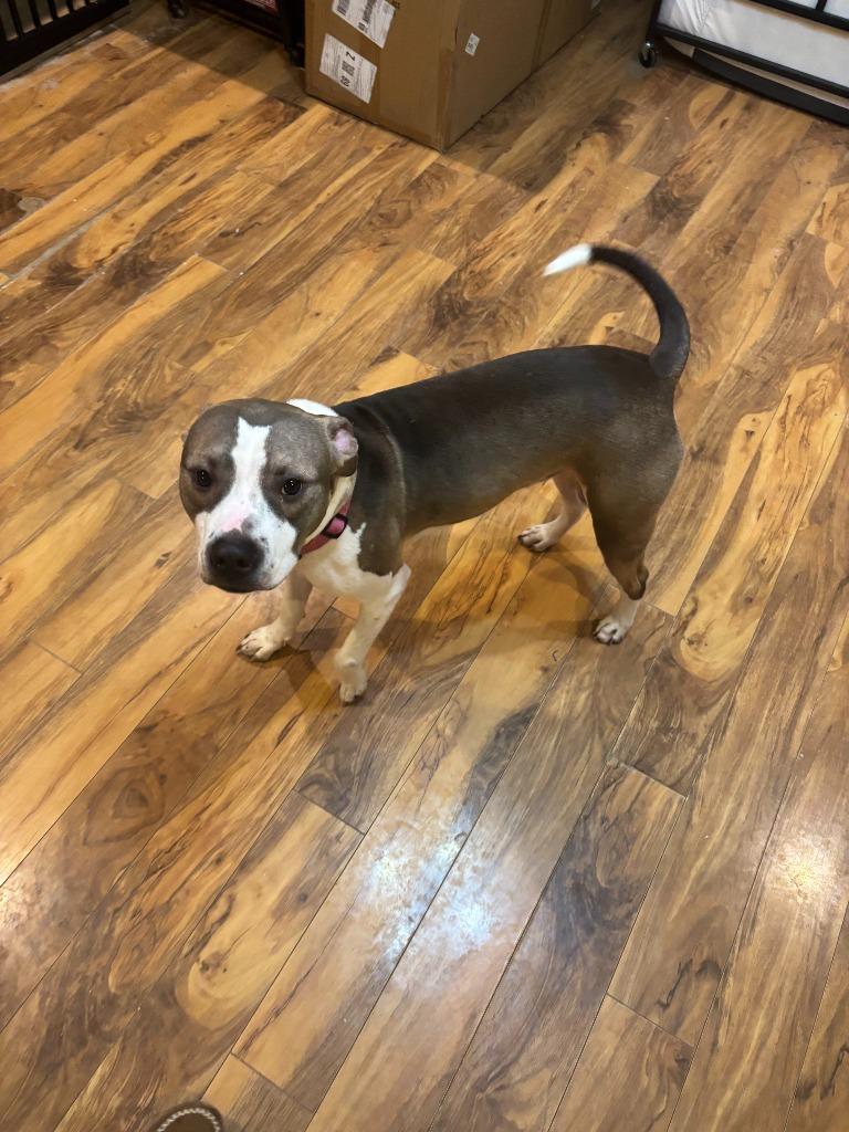 Wilson ***Courtesy Listing***, a Adoptable Pit Bull Terrier in Peru, NY image 6/6