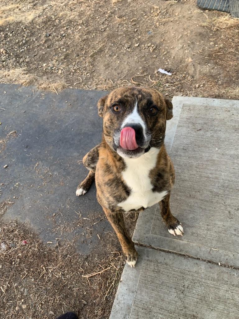 Yoshi, Adoptable, Adult Male Pit Bull Terrier.