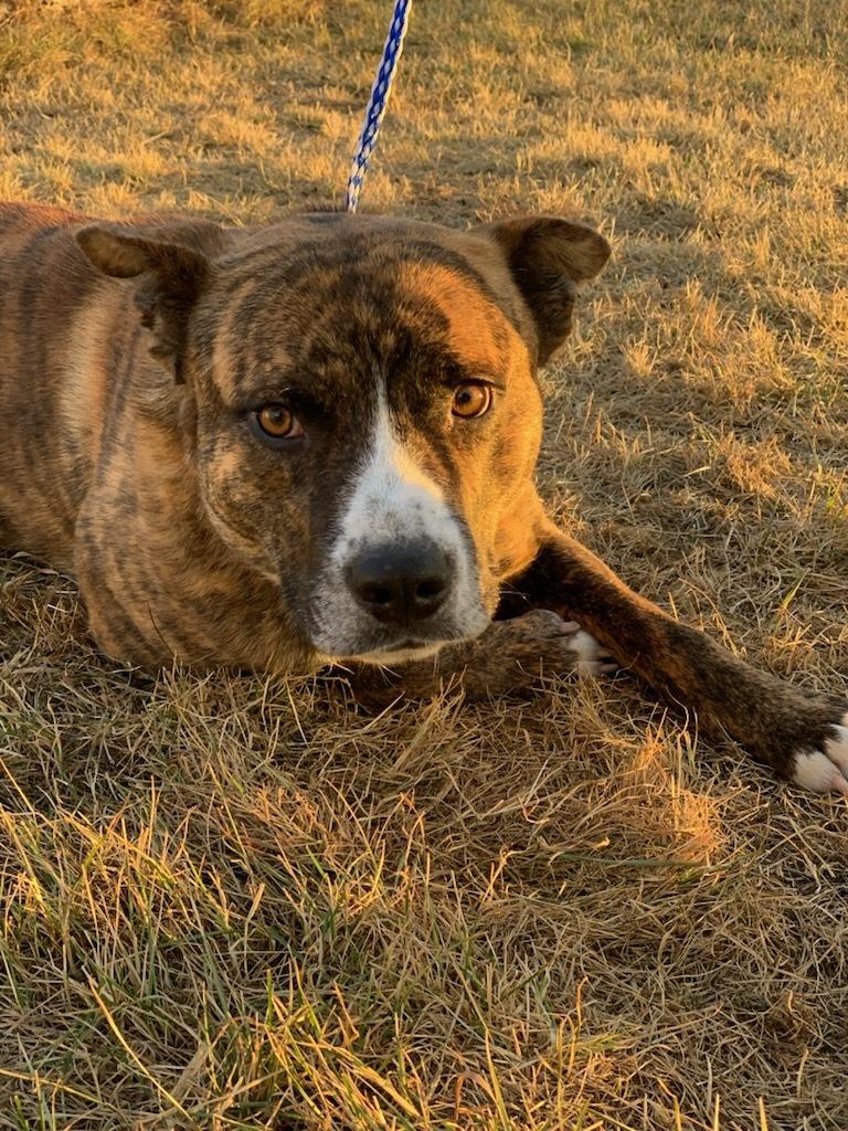 Yoshi, a Adoptable Pit Bull Terrier in wetaskiwin, AB image 2/2