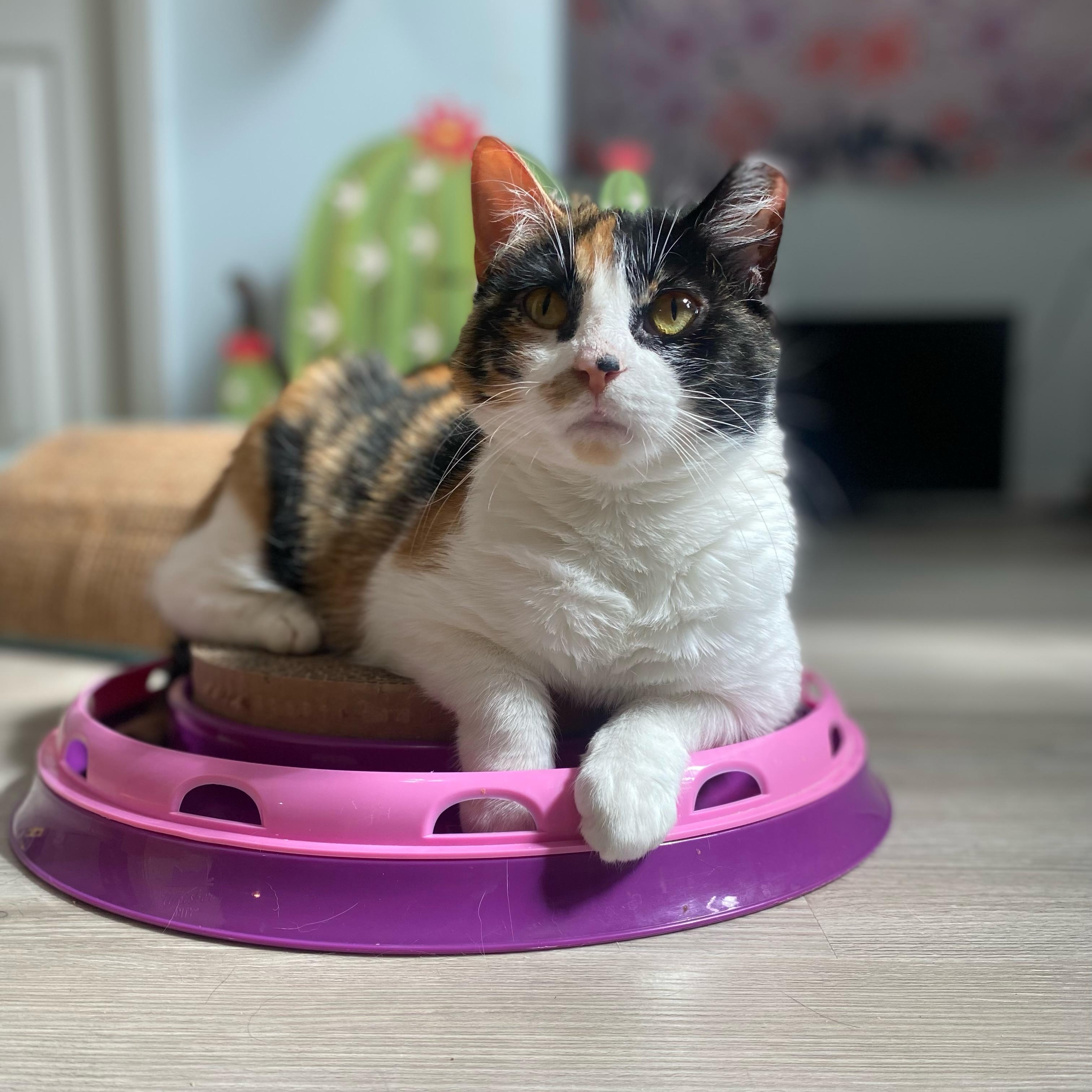 Daphne, Adoptable, Adult Female Domestic Medium Hair.