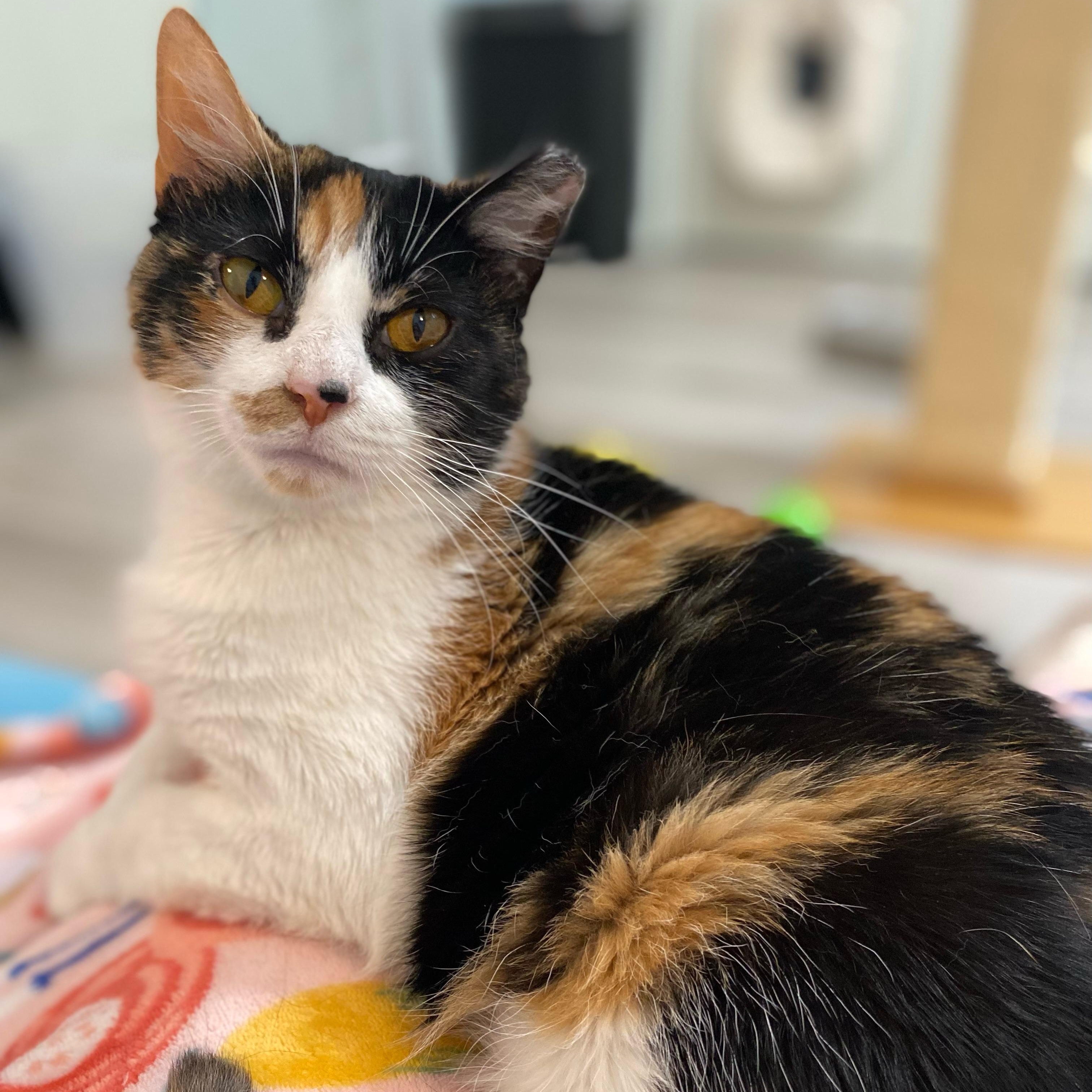 Enlarge Daphne, a Adoptable Domestic Medium Hair in Nashville, TN image 2/6