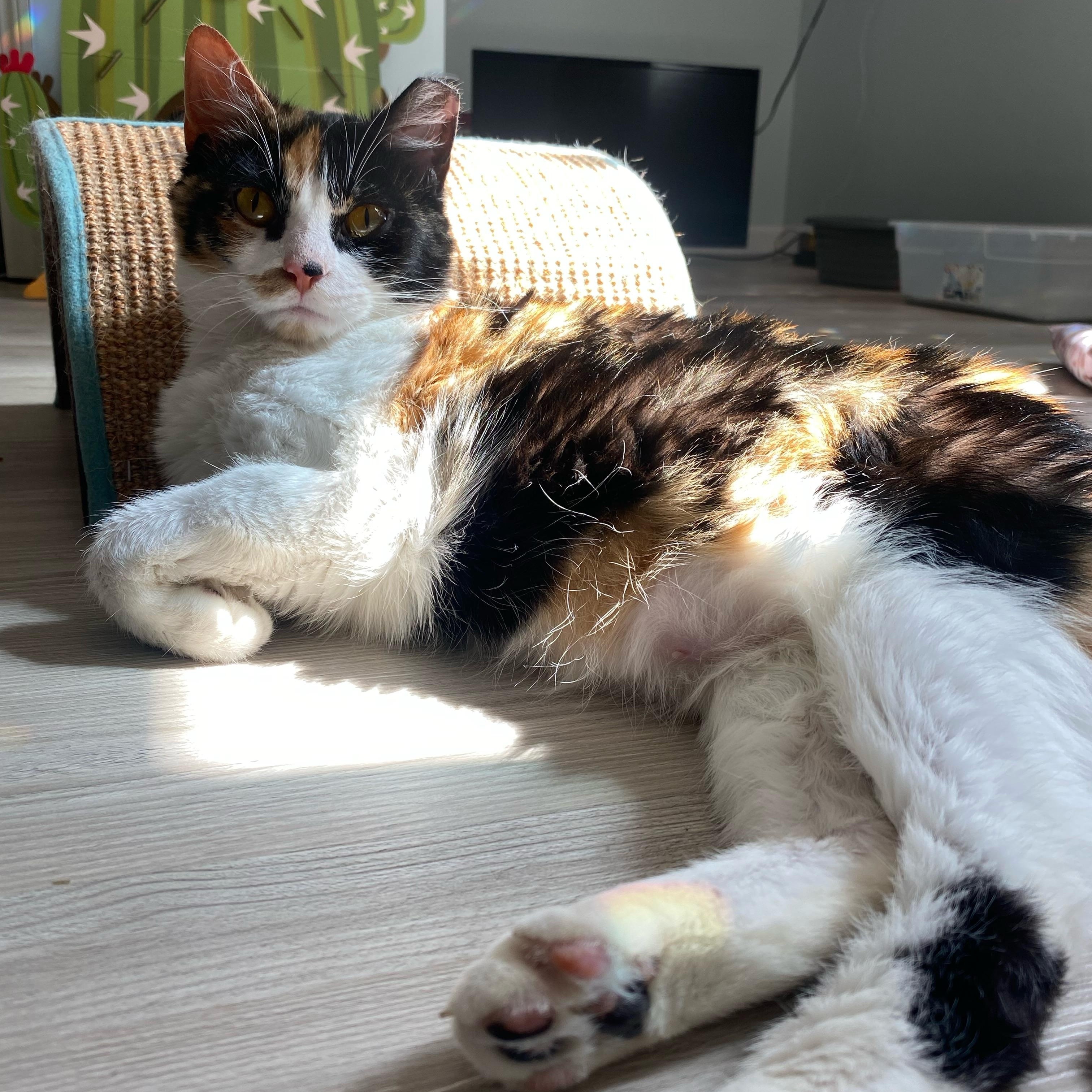 Daphne, Adoptable, Adult Female Domestic Medium Hair.
