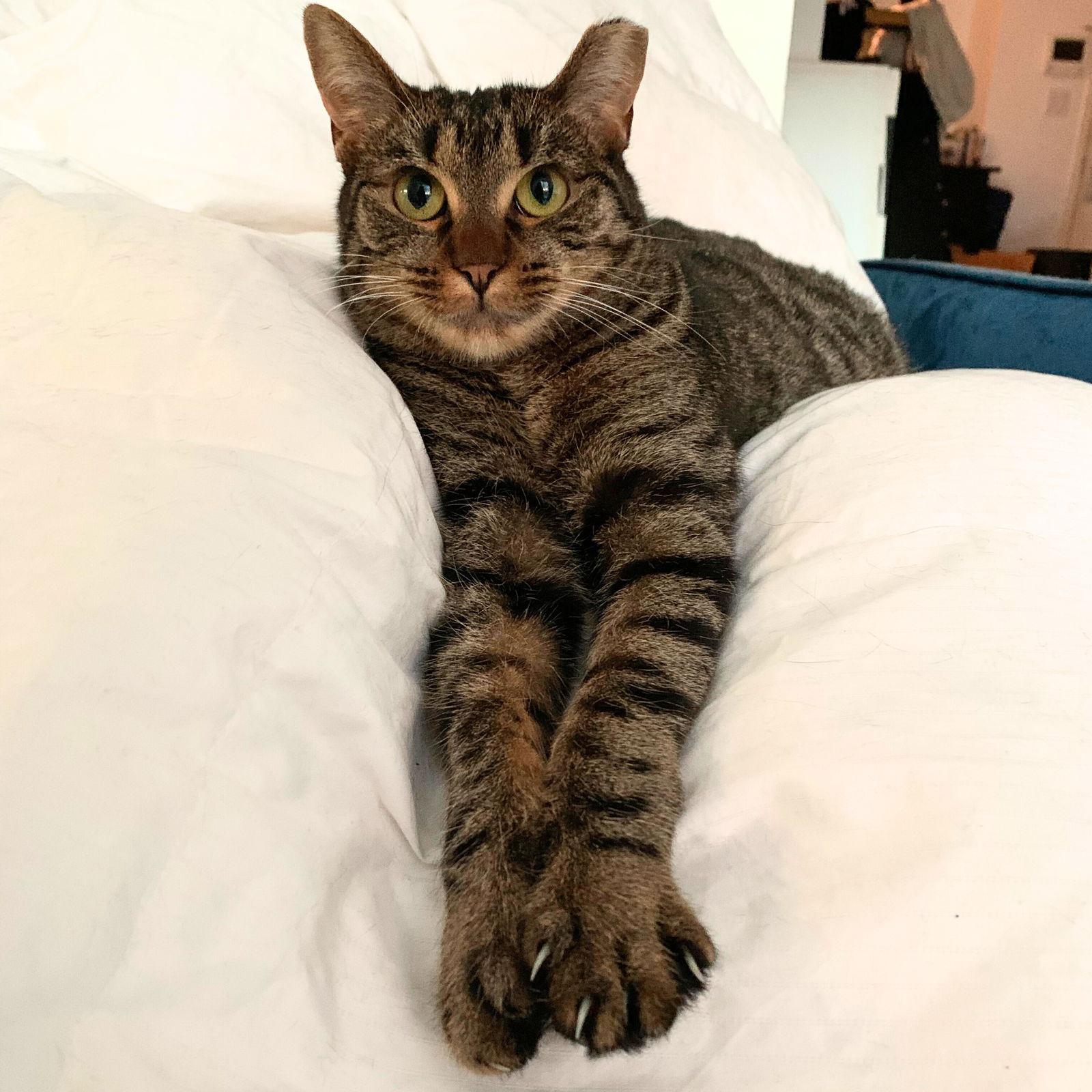 Audi, a Adoptable Domestic Short Hair in Brooklyn, NY image 1/3